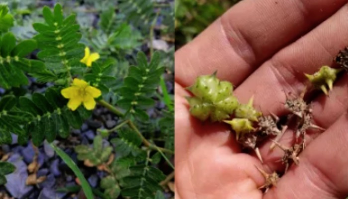 गोखरू: गठिया और पथरी की समस्या के लिए एक रामबाण इलाज