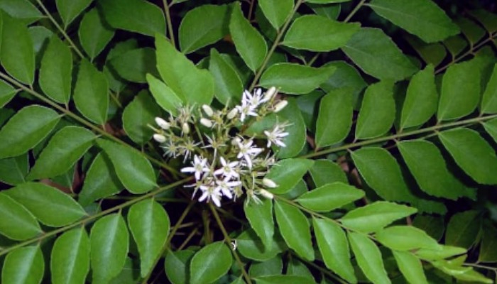 कड़वी नहीं बल्कि सेहतमंद है ये नीम, जानिए इसके फायदे और फ्लेवर