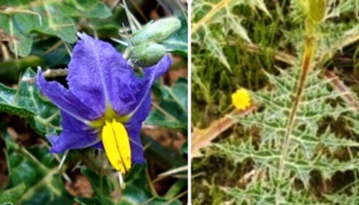 सूखी और बलगम वाली खांसी का रामबाण इलाज: कांटेदार पौधा भटकटैया से मिलेगा तुरंत आराम