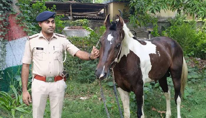 बिहार में घोड़ा गिरफ्तार...पुलिस का गजब कारनामा, तस्करी के आरोप में ले गई थाने, सोशल मीडिया पर लोग ले रहे मजे!