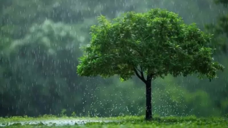 मॉनसून में रहें फिट और फाइन…बीमारियों को दूर भगाने के लिए ऐसे बढ़ाएं इम्युनिटी!