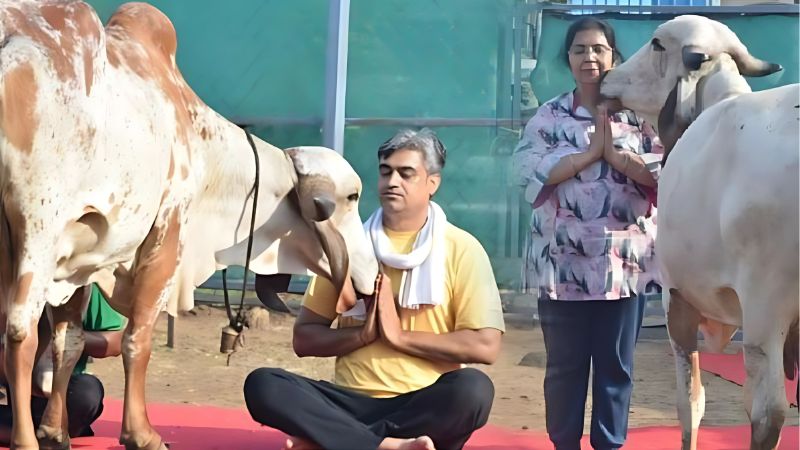 अंतरराष्ट्रीय योग दिवस पर दिल्ली पहुंची 'गौ राष्ट्र यात्रा', गौशाला में किया गया 'योगा विद गौमाता'