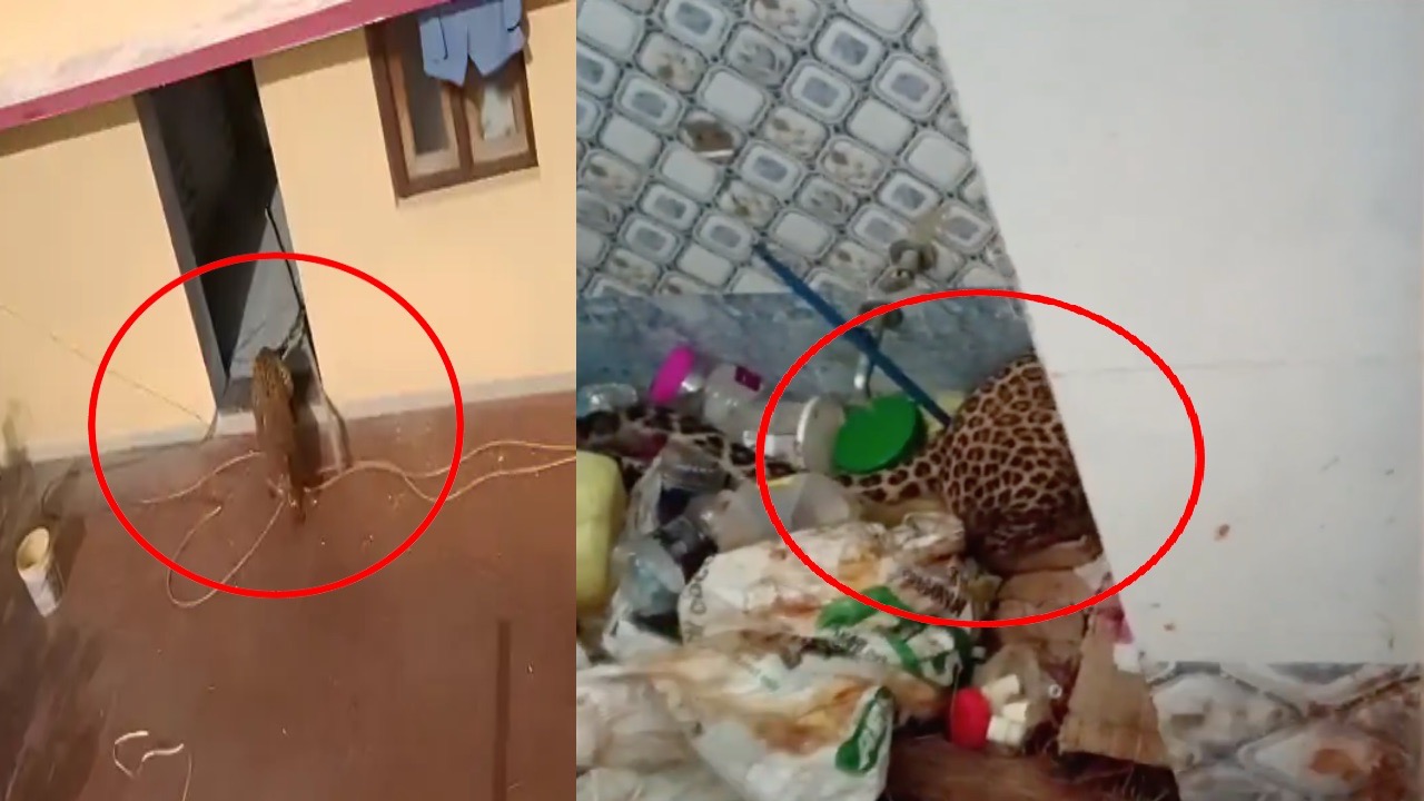 VIDEO: बाथरूम में घुसा तेंदुआ तो इलाके में मच गया हड़कंप, दो घंटे बाद किया गया रेस्क्यू