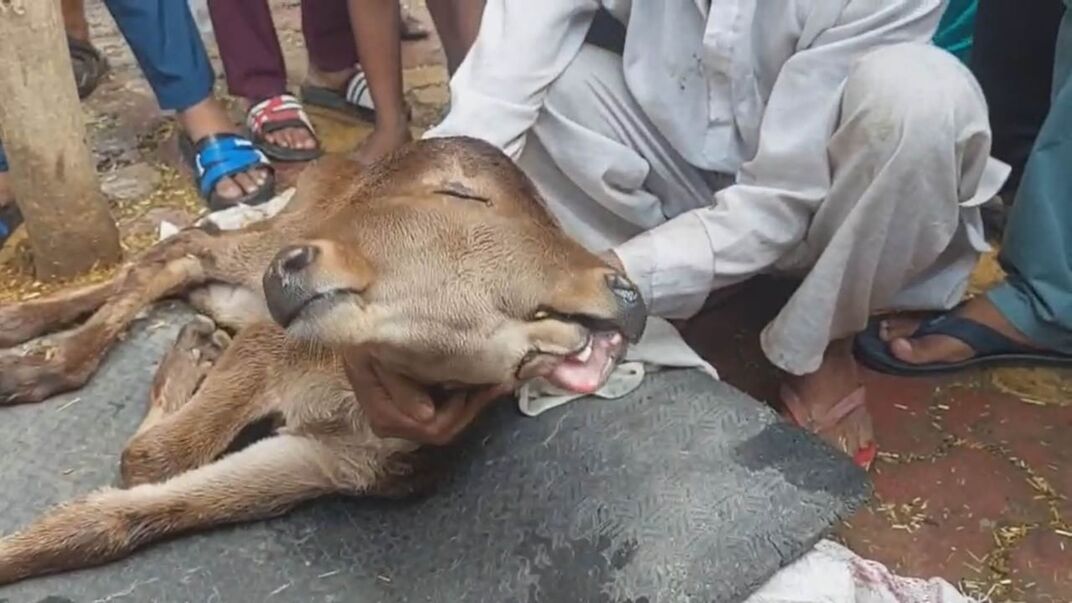 गाय ने दो मुंह और तीन आंख वाले बछड़े को दिया जन्म, देखने के लिए उमड़ी लोगों की भीड़, बता रहे चमत्कार