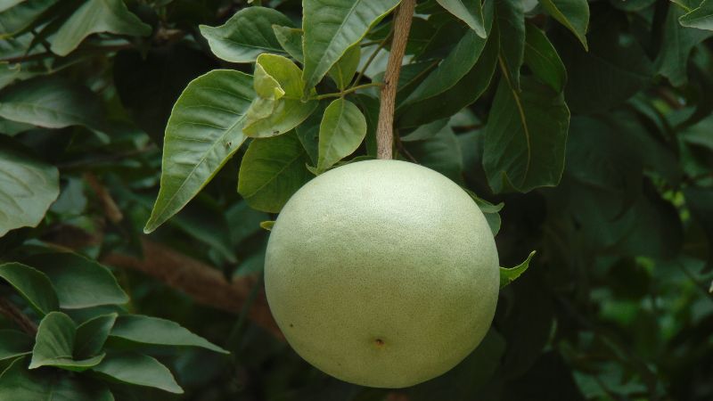 बेल के पत्तों में छिपा है सेहत का खजाना...जानें इसके अजब-गजब फायदे, हैरान कर देंगे शोध के परिणाम