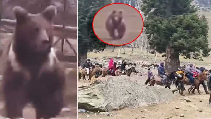 सोनमर्ग में टूरिस्ट स्पॉट पर अचानक आ गया भालू, चारों तरफ मच गई अफरा-तफरी...देखें वीडियो