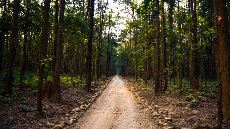 कॉर्बेट जाने की सोच रहे हैं? 15 जून से रात में नहीं रुक पाएंगे, 30 से सफारी भी बंद, ज़रूरी अपडेट