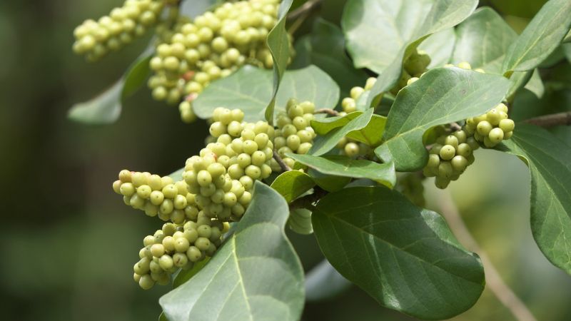 गुग्गुल: सिर्फ जड़ी-बूटी नहीं, आयुर्वेद की वो विरासत जो करती है अनेक रोगों का इलाज