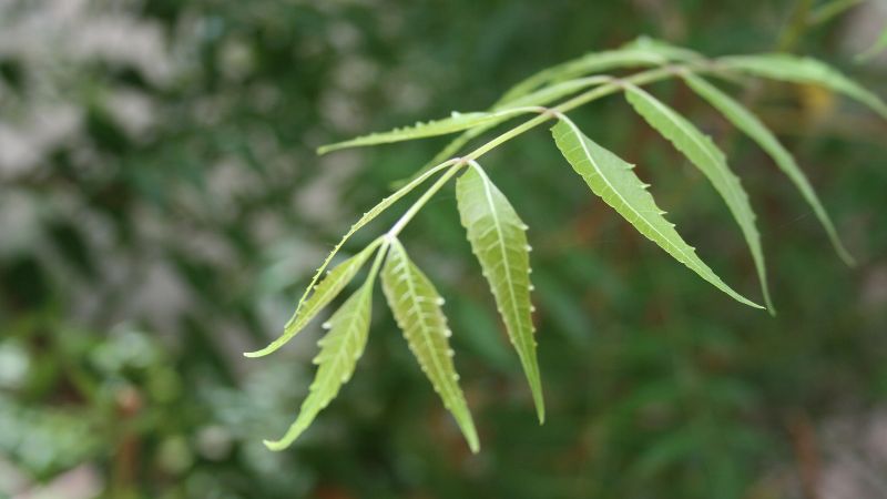 सुबह बासी मुंह नीम की पत्ती खाएं, बीमारियां पास भी नहीं भटकेंगी...फायदे जानकर चौंक जाएंगे