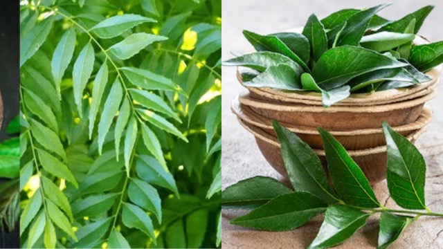 करी पत्ते के रामबाण फायदे, डायबिटीज़ से लेकर हृदय रोगियों के लिए वरदान से कम नहीं!