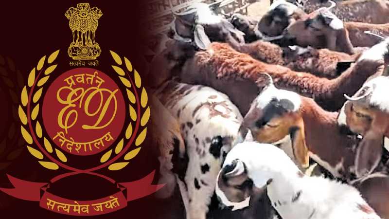 हैदराबाद: भेड़ घोटाले को लेकर ईडी की बड़ी कार्रवाई, 8  ठिकानों पर की छापे मारे