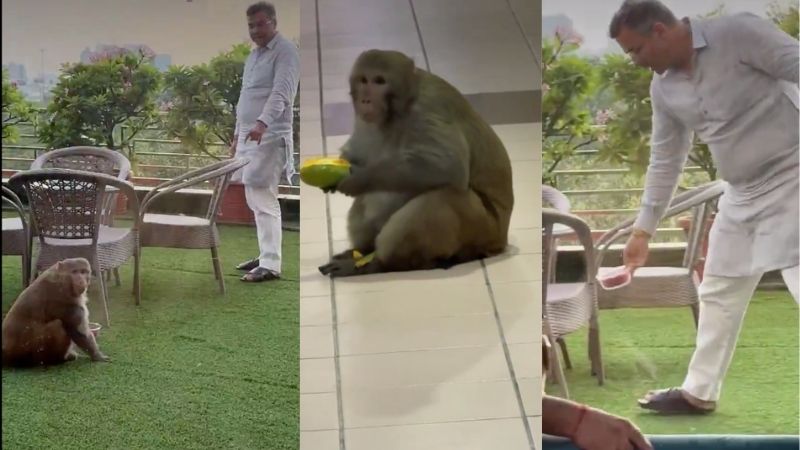 दिल्ली में मंत्री प्रवेश वर्मा के ऑफिस में आ पहुंचा एक बंदर, 'बजरंगबली' की तरह हुई खातिरदारी, Video Viral