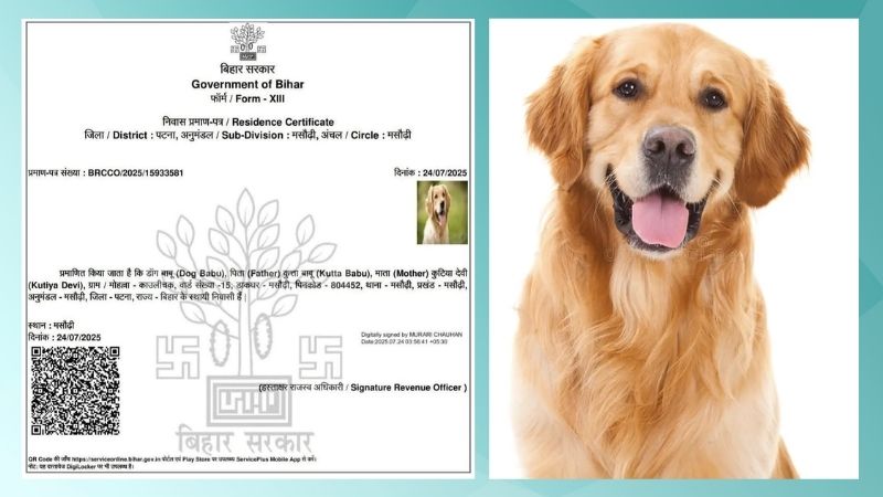 गजबे है बिहार! पटना में 'डॉग बाबू' को मिला निवास प्रमाण पत्र, पिता का नाम 'कुत्ता बाबू', मां 'कुटिया देवी'... अधिकारियों का अजब कारनामा