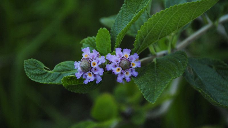 लिपिया अल्बा: औषधीय गुणों से भरपूर एक चमत्कारी पौधा, कई रोगों का करता है समाधान