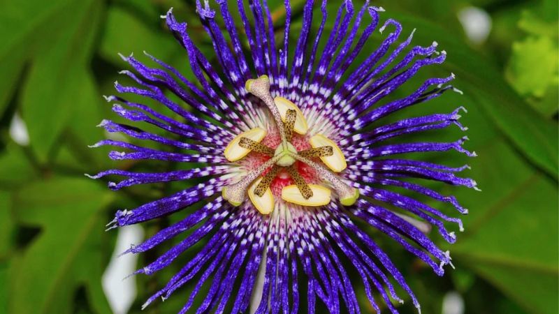 अनिद्रा और तनाव का प्राकृतिक इलाज है कृष्ण कमल, बस इस तरह करें इस्तेमाल