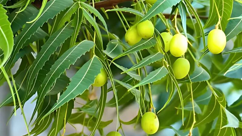 बरसात में क्यों बढ़ जाता है नीम का महत्व? जानिए चौंकाने वाले फायदे!