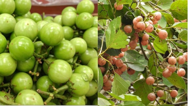 इसे मामुली ‘फल ’ समझने की गलती मत करना, इसके रामबाण फायदे जानकर आप भी चौंक जाएंगे