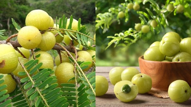 आंवला किसी वरदान से कम नहीं, डायबिटीज के मरीजों से लेकर हृदय रोगों के लिए है फायदेमंद