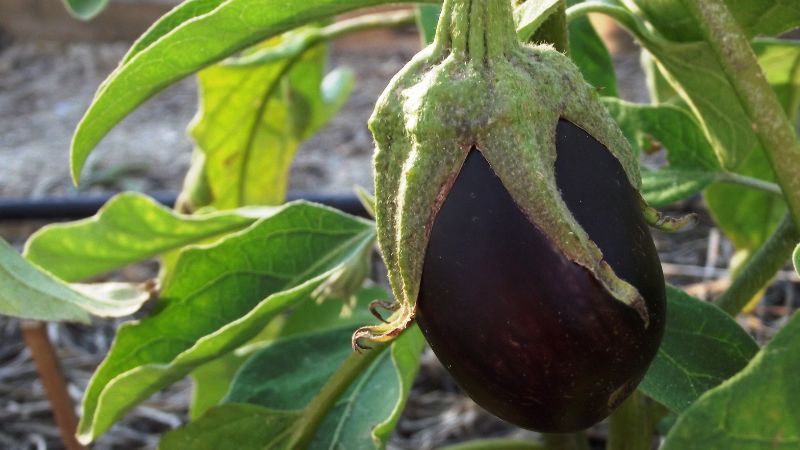 मॉनसून में बैंगन खाने से पहले जान लें ये बातें! क्या कीड़े और दोष का डर है सच?