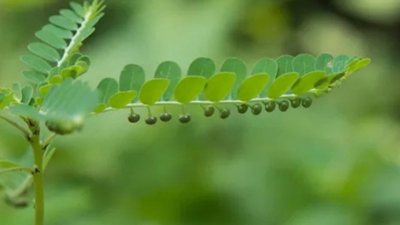 छोटे से भूमि आंवला के फायदे बड़े-बड़े! चमकदार त्वचा और काले-घने बालों के लिए ऐसे करें इस्तेमाल