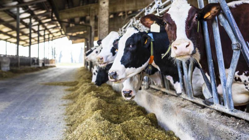 अमेरिकी डेयरी उत्पादों के आयात को मंजूरी देने से भारत का इनकार, गाय के 'मांसाहारी' दूध पर अटकी बात