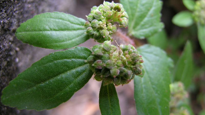 पहचान लीजिए इस चमत्कारी घास को...'बड़ी दूधी' है आयुर्वेद का अनमोल खजाना, कई रोगों से दिलाए छुटकारा