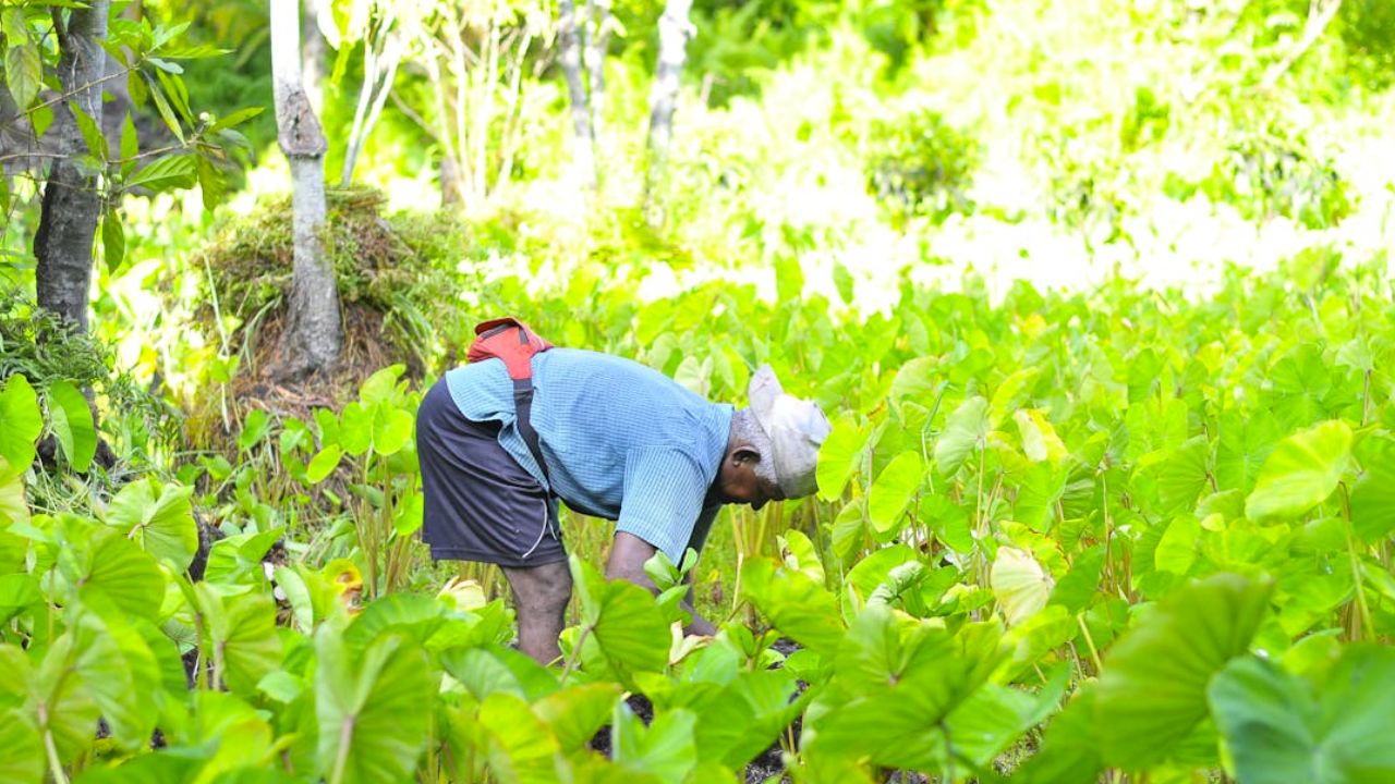 मंडी भाव से लेकर मौसम तक अब किसानों को खेती की जानकारी मिलेगी अपनी भाषा में, सरकार ने लॉन्च किया किसान‑E‑मित्र चैटबॉट