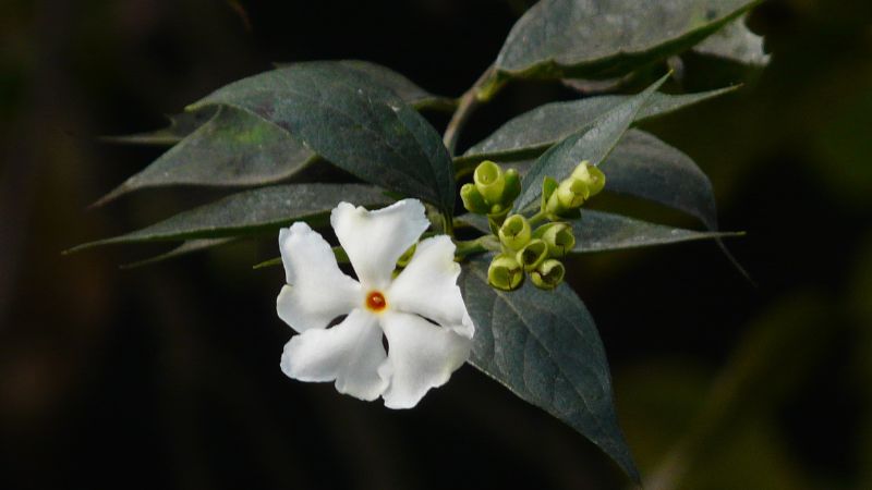 घर में लगाएं ये पौधा, दूर होंगी कई बीमारियां! हरसिंगार के औषधीय गुण करेंगे आपको हैरान