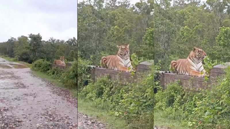 पीलीभीत में बारिश के बीच पुलिया के ऊपर आराम फरमाता नजर आया बाघ, VIDEO वायरल