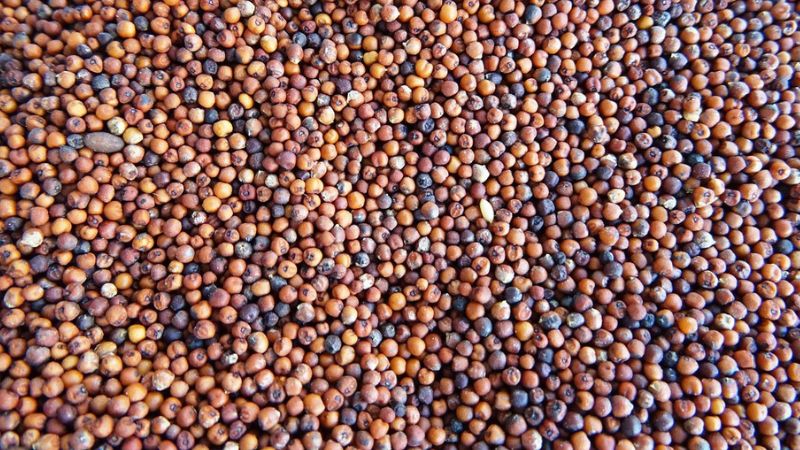 रागी: क्यों है यह Superfood? जानें दिल, पेट और शुगर के लिए इसके कमाल के फायदे