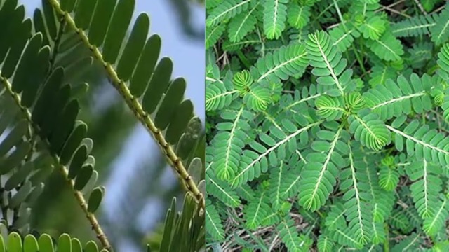 ये कोई आम ‘पत्ता’ नहीं, खाएंगे तो फैटी लिवर, डायबिटीज जैसी बीमारी भी हो जाएगी गायब!