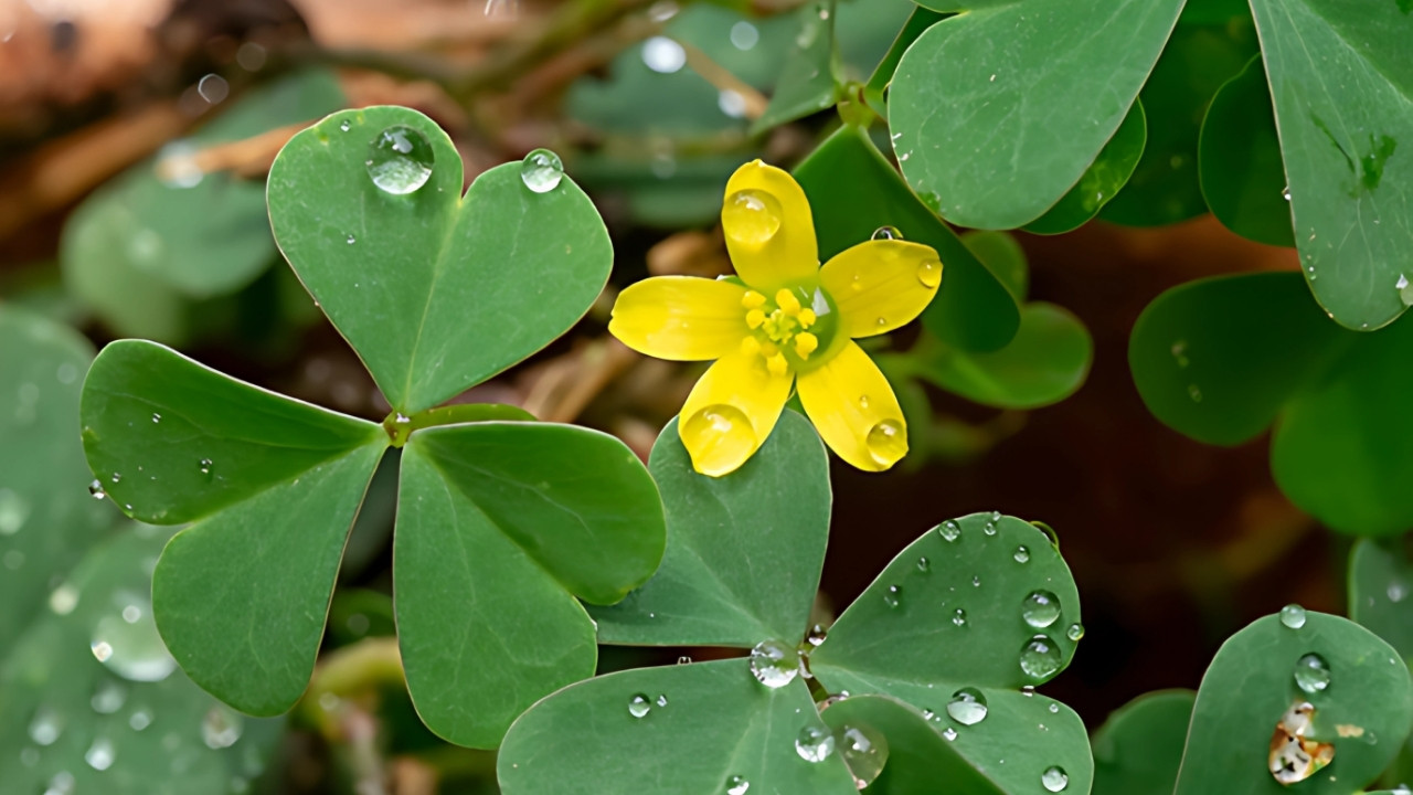 चांगेरी: स्वाद बढ़ाने वाली पत्ती जो करती है पेट और पाचन की समस्या का इलाज, जानिए इसके सही उपयोग