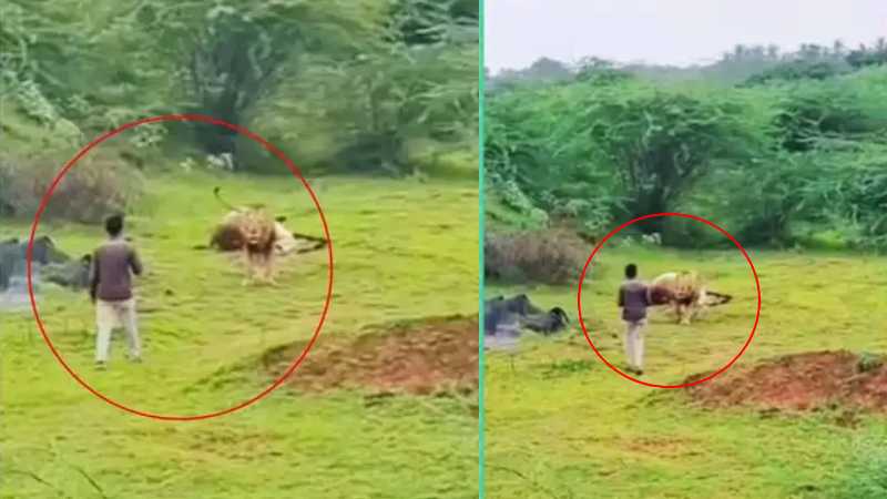 शेर के पास जाकर सेल्फी लेना युवक को पड़ा भारी, सोशल मीडिया पर वायरल हुआ खतरनाक वीडियो