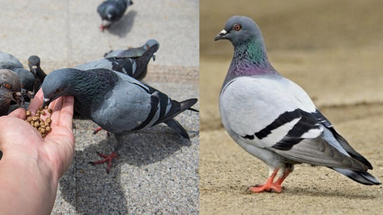 एक कबूतर के कारण कराना पड़ सकता है लंग ट्रांसप्लांट, मौत तक का खतरा, जानिए कबूतर की बीट कितनी खतरनाक है