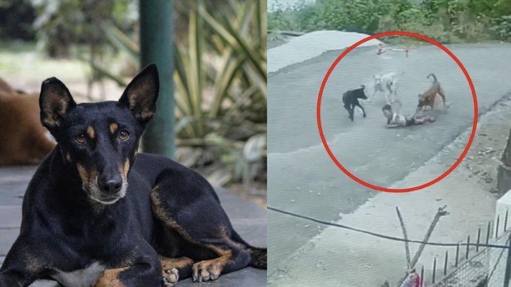 पहले गिराया, फिर दबोचा और घसीटकर काटा… मासूम बच्चे पर कुत्तों के झुंड का खतरनाक हमला, वीडियो देख उड़ जाएंगे होश