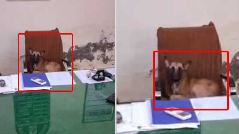 गुरुग्राम में तहसीलदार की कुर्सी पर बैठे 'डॉग बाबू'! AAP नेता ने वीडियो किया वायरल