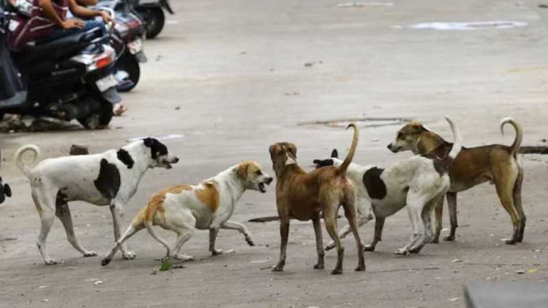 नोएडा: आवारा कुत्तों पर सुप्रीम कोर्ट के आदेश के बाद सर्वे की तैयारी, प्रशासन ने दिए निर्देश