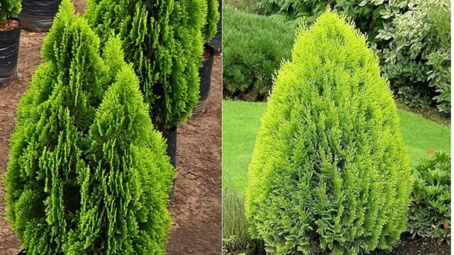 ‘मोरपंखी’ इसे आम पौधा मत समझना, अस्थमा से लेकर डायबिटीज के मरीजों के लिए फायदेमंद है!