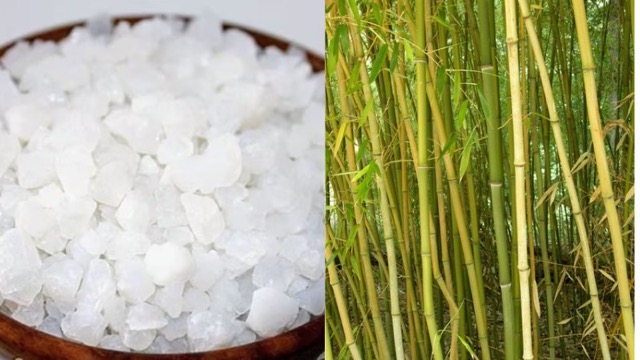 खांसी-जुकाम के लिए रामबाण है 'तबाशीर'! इसके सेवन से होंगे गजब के फायदे