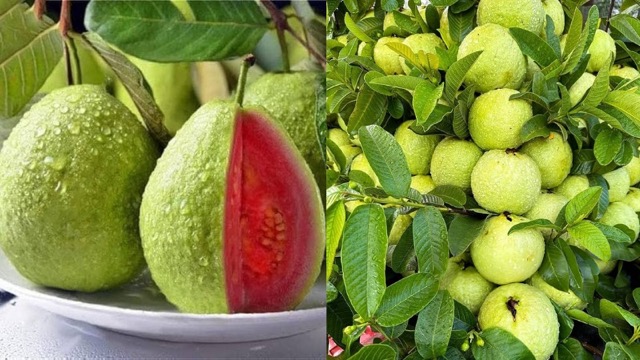 डायबिटीज से लेकर दिल की बीमारी तक, सेहत के लिए वरदान है अमरूद