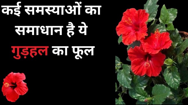 कब्ज से खांसी-जुकाम तक, कई समस्याओं का समाधान है ये फूल