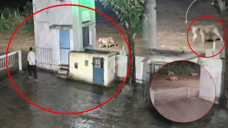 अंधेरी रात, दूधिया रोशनी...जूनागढ़ में शेर और शख़्स का हो गया आमना-सामना, CCTV में कैद हुआ हैरान कर देने वाला मंजर!