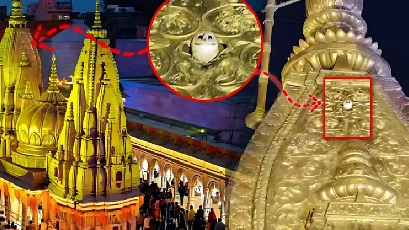 काशी विश्वनाथ के स्वर्ण शिखर पर सफेद उल्लू के दर्शन… क्या बड़े बदलाव की आहट है?