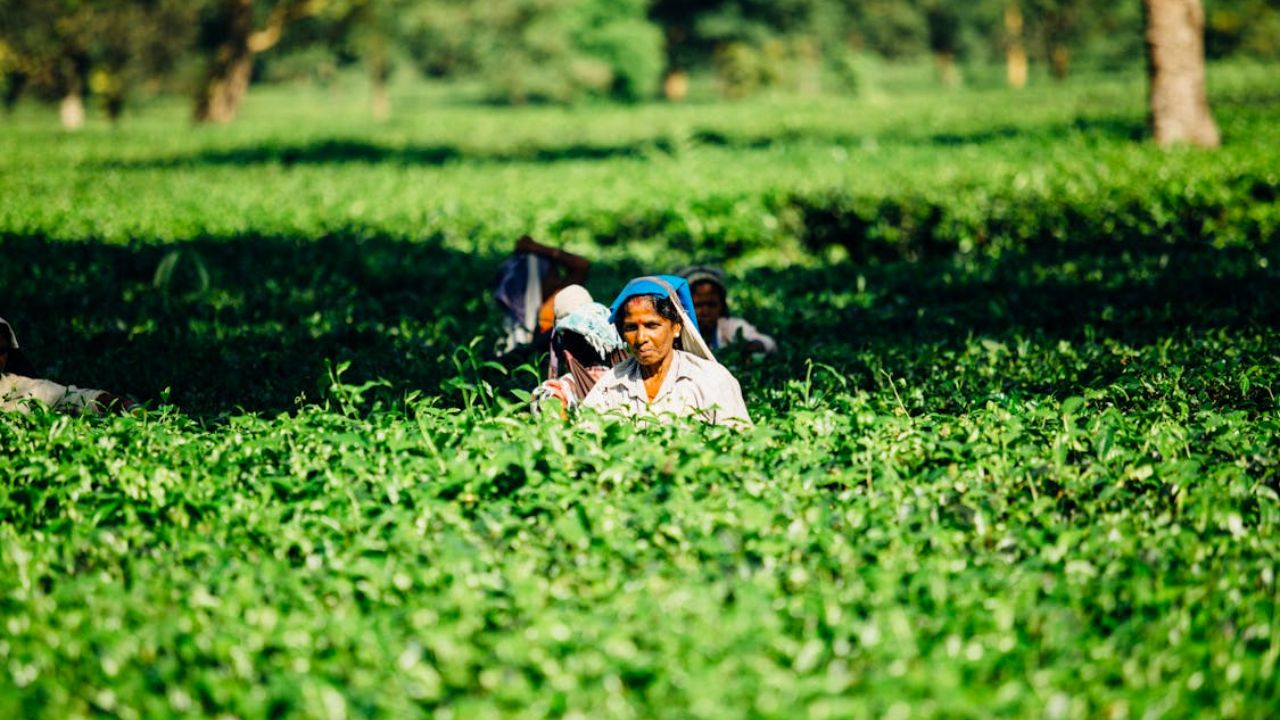 PM Kisan Yojana: पीएम मोदी ने जारी की 20वीं किस्त, ऐसे करें चेक पैसा आया या नहीं