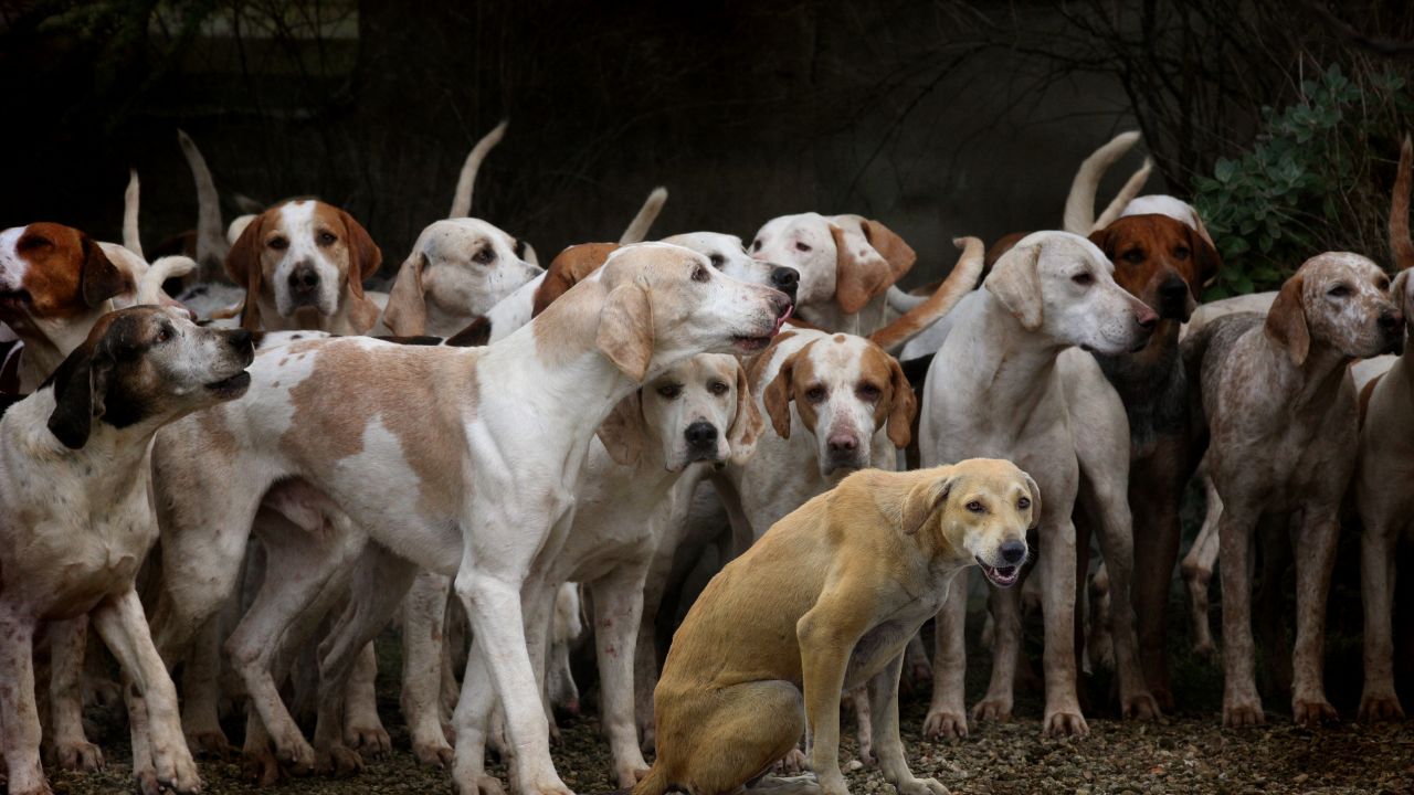 नसबंदी...सड़क पर खाना खिलाने पर पाबंदी, फीडिंग जोन का निर्धारण, आवारा कुत्तों पर सुप्रीम कोर्ट का बड़ा फैसला, पूरे देश में होगा लागू