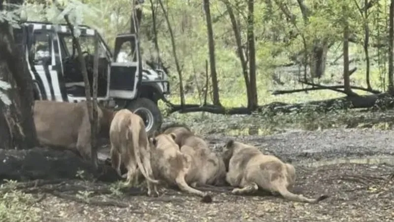 पहले दबोचा, फिर 15 मिनट तक नोचते रहे… बैंकॉक में शेरों ने केयरटेकर को ही बना लिया शिकार, लाचार खड़े देखते रहे पर्यटक