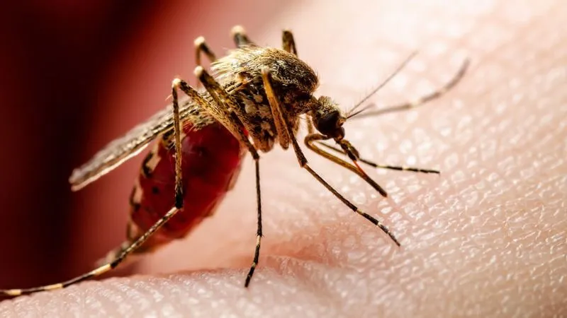 इस देश में खुला मच्छरों की फैक्ट्री, 1.4 करोड़ लोगों को डेंगू से बचाएगी, घोड़ों का खून पिलाकर किए जा रहे तैयार