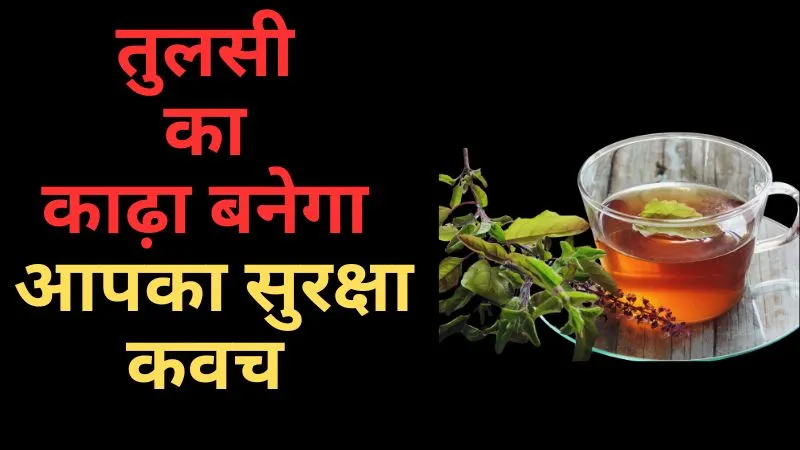 बदलते मौसम में होने वाली बीमारियां रहेंगी दूर, इम्यूनिटी हो जाएगी बूस्ट, तुलसी का काढ़ा बनेगा आपका सुरक्षा कवच