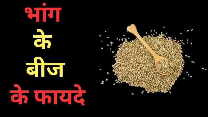 मोटापा और डायबिटीज का खतरा होता कम, हृदय को रखे स्वस्थ, बेहद फायदेमंद हैं भांग के बीज