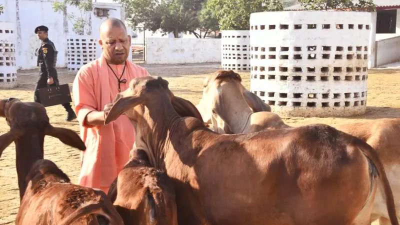 CM योगी की बड़ी पहल...यूपी में 'काऊ टूरिज्म' को मिलेगा बढ़ावा, गौशालाएं बनेंगी आत्मनिर्भर और रोजगार का केंद्र